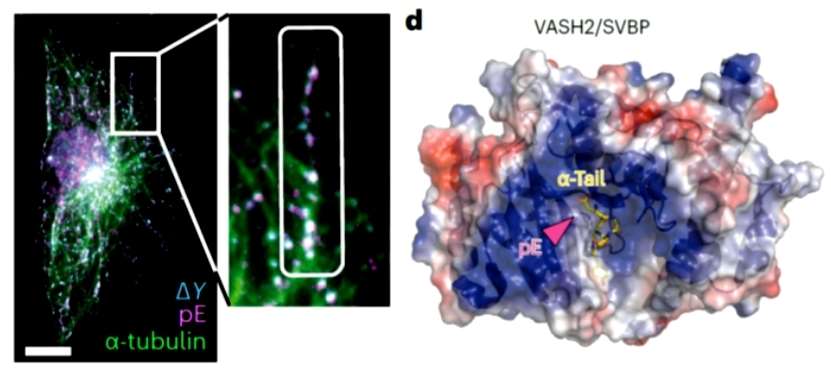 Advancements in Protein Methylation Research